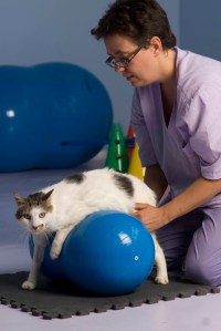 rieducazione-motoria rieducazione-motoria