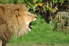 screaming_lion_by_voogac-d3544uv