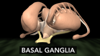 basal-ganglia-web_video_embed